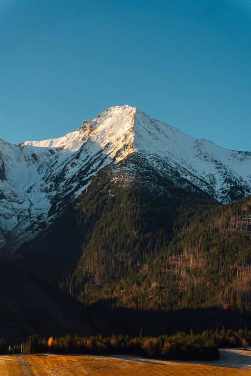 Beginner Tips for Backyard Birdwatching: Enjoy Nature at Home