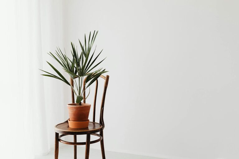 Tips for Keeping Houseplants Healthy and Thriving Indoors